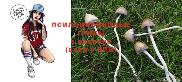 PSILOCYBIN Бородино